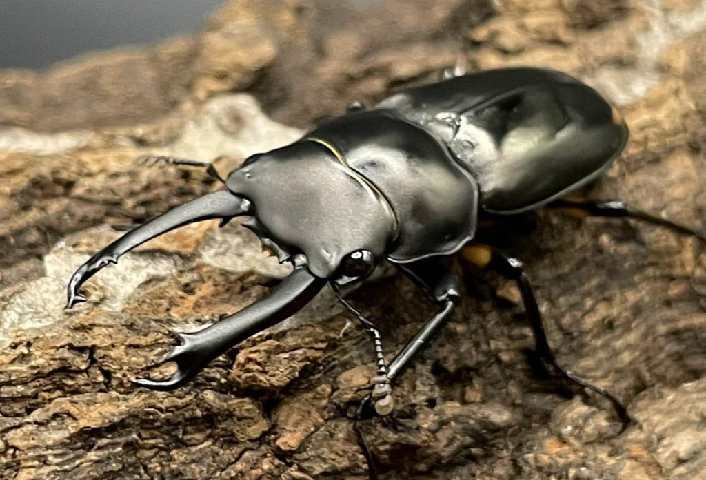 ヒマラヤコクワガタ