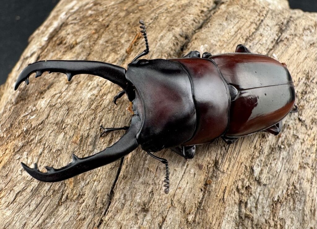 ドルサリスノコギリクワガタ原名亜種