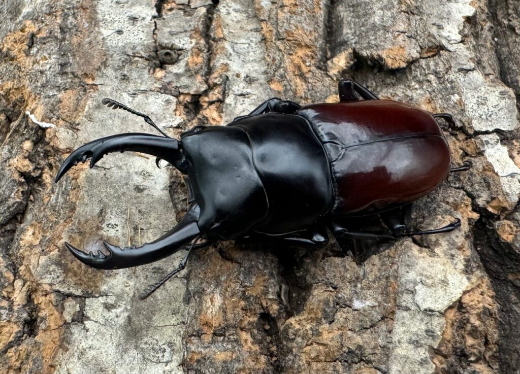 アローコクワガタ亜種ノブヒロイ