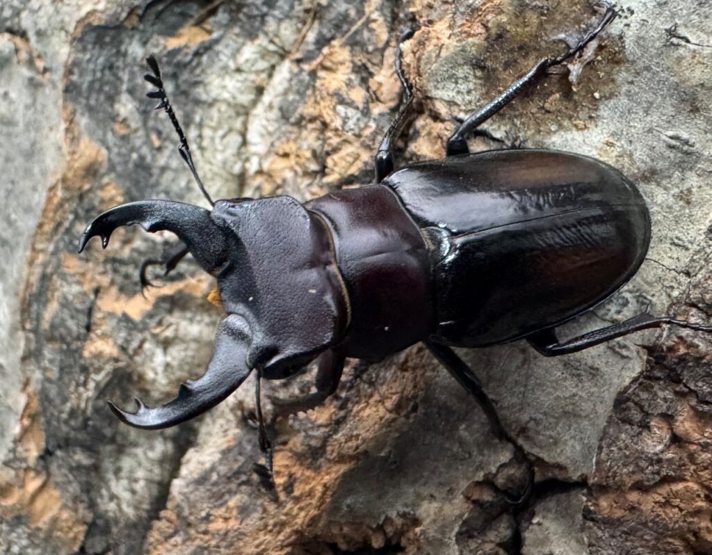 ミクラミヤマクワガタ