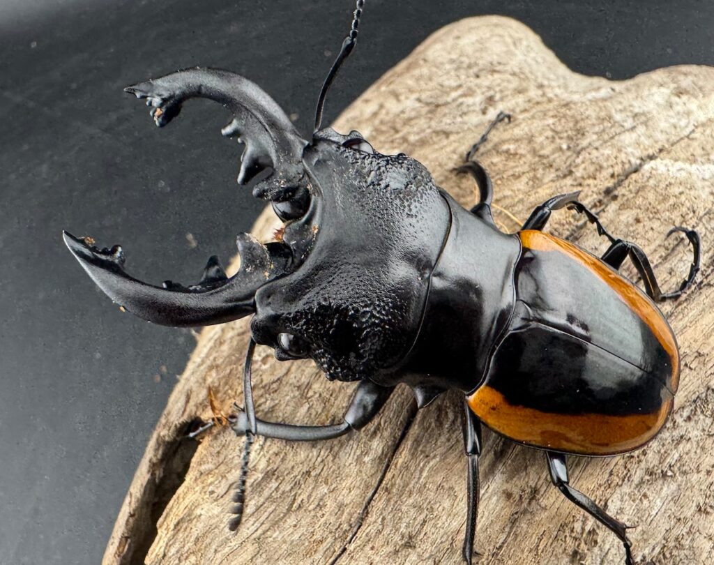 ワラストンツヤクワガタ