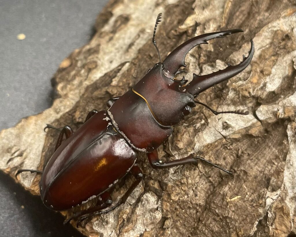 オキナワノコギリクワガタ