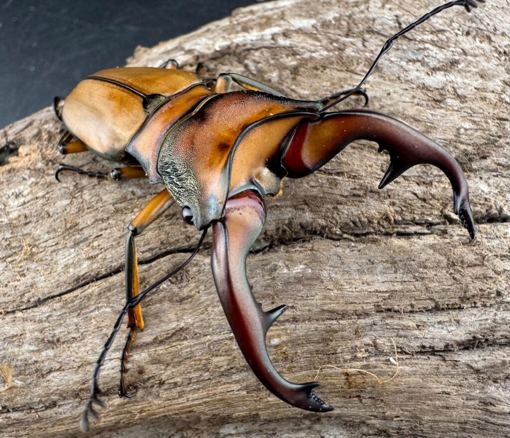 アラガールホソアカクワガタ