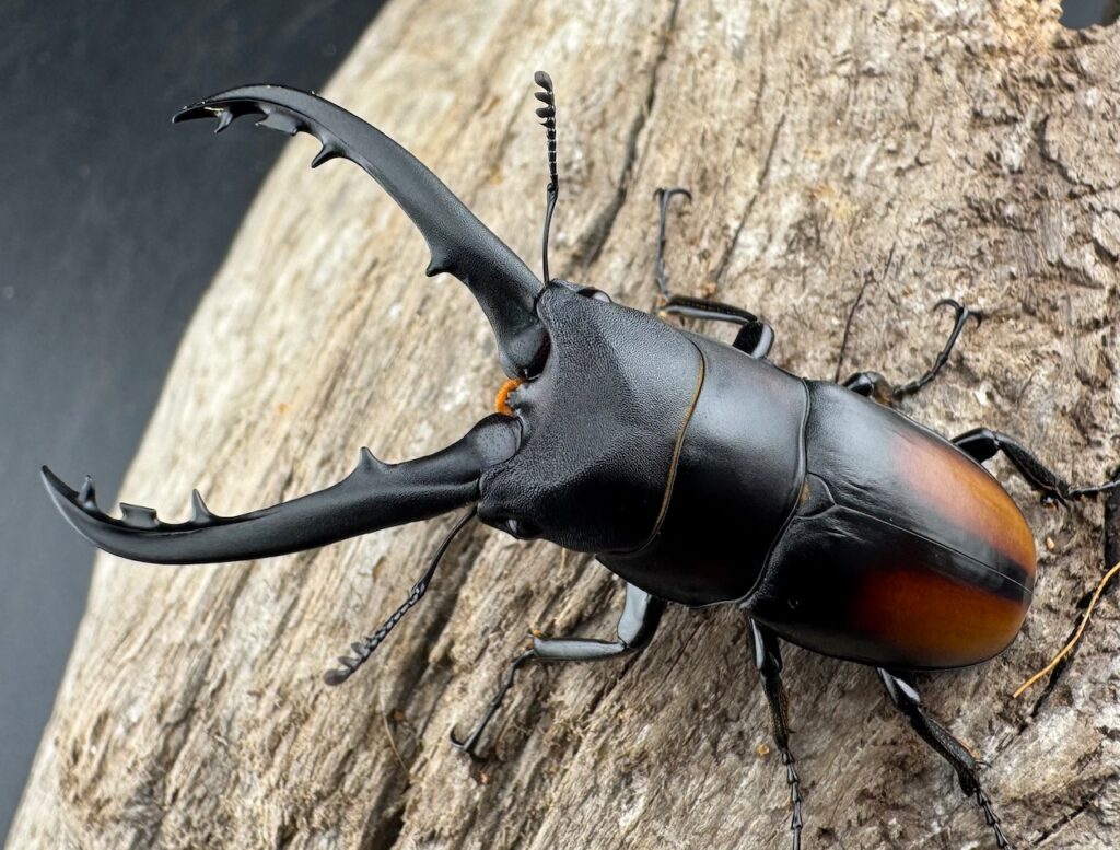 スピネウスノコギリクワガタ