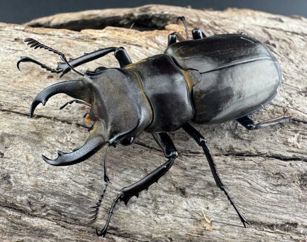 ランミヤマクワガタ