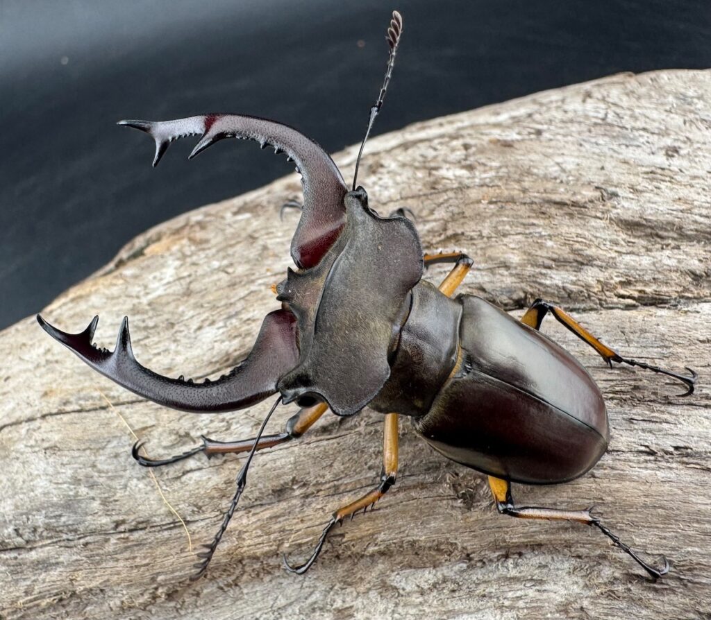 フェアメイルミヤマクワガタ