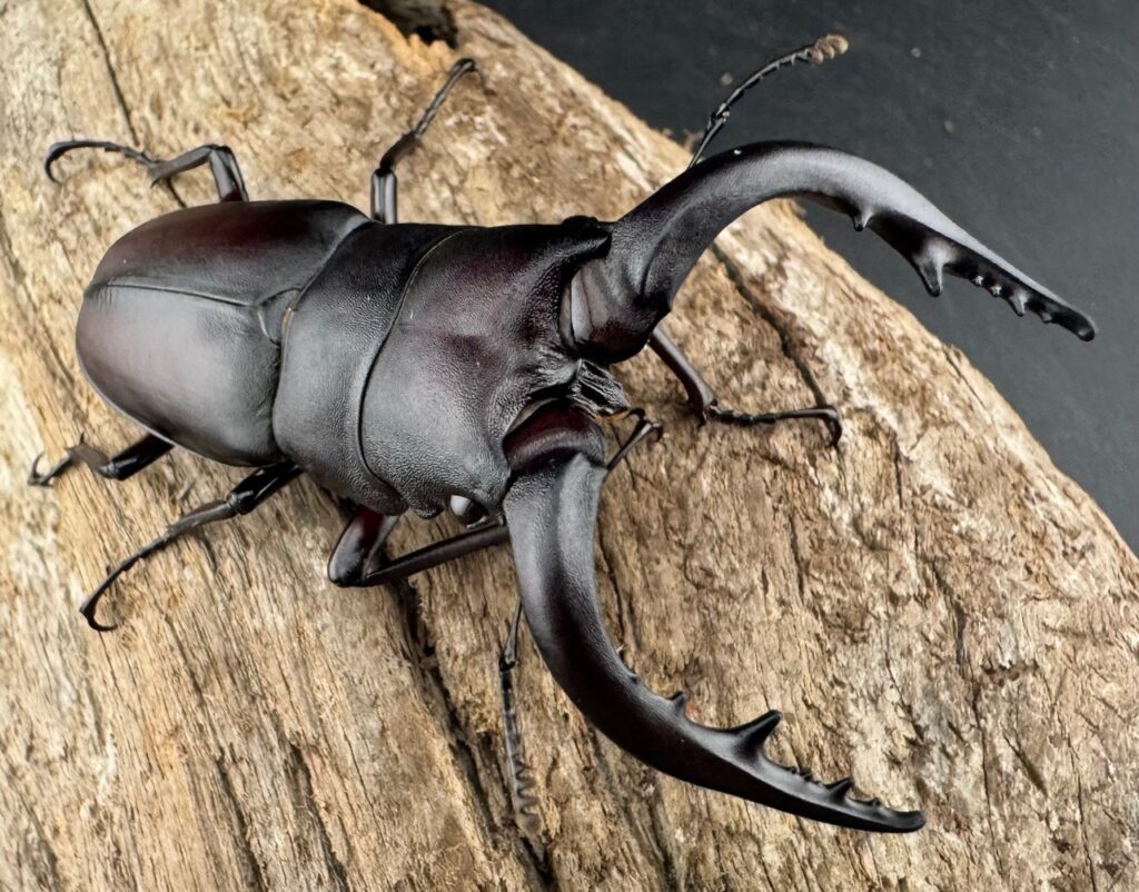 ノコギリクワガタ