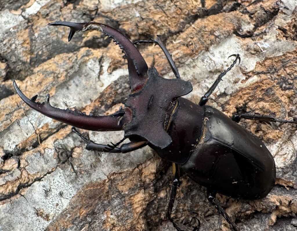 ドンミヤマクワガタ