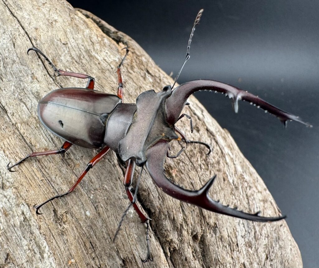 ブリヴィオミヤマクワガタ