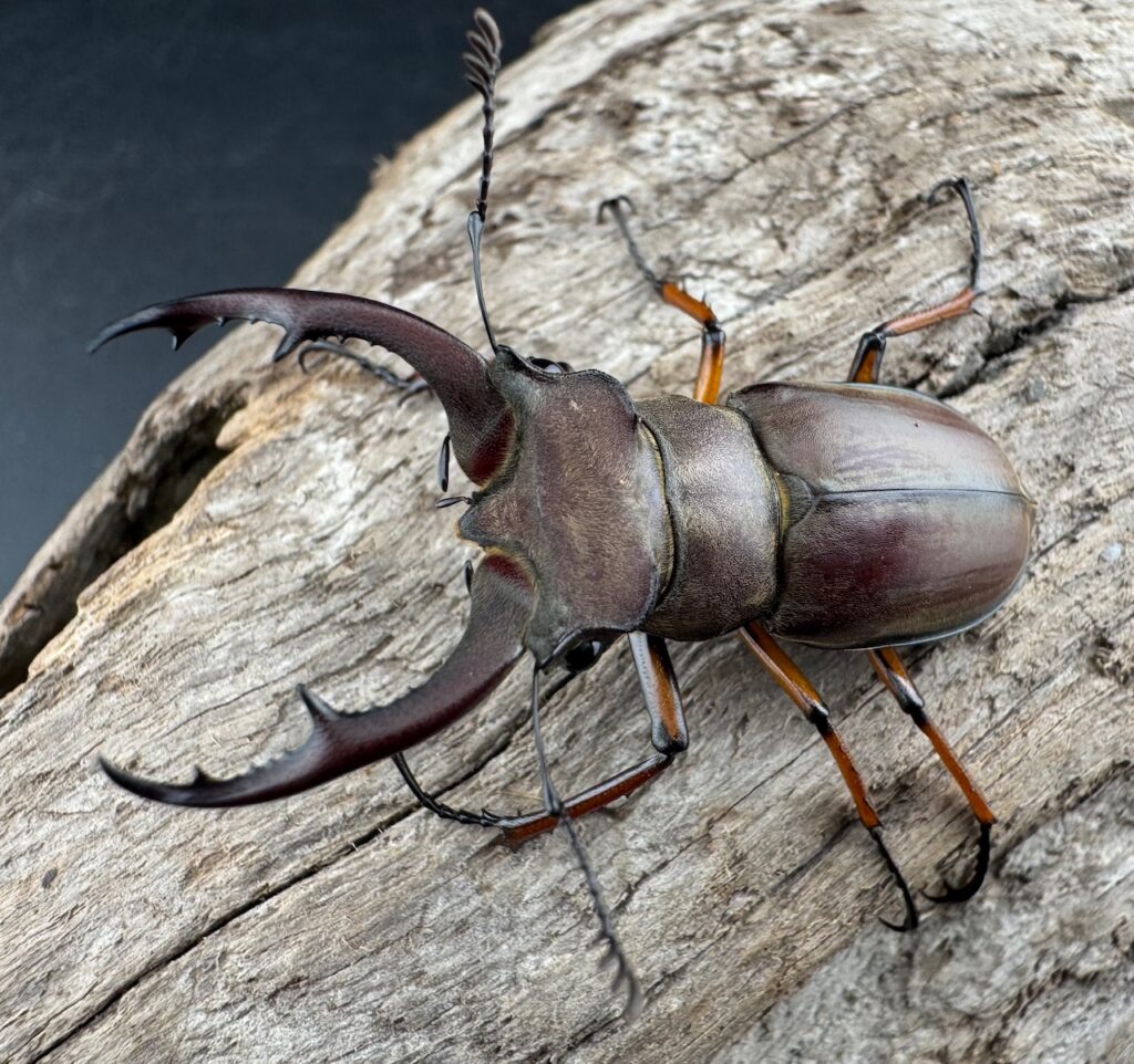 ツェンワンラオシャンミヤマクワガタ（センワングラオシャヌスミヤマクワガタ）