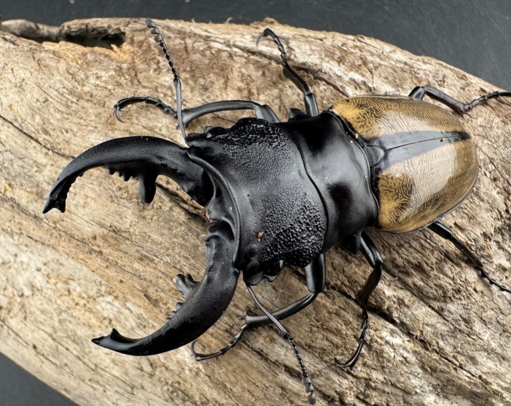 ルデキンツヤクワガタ