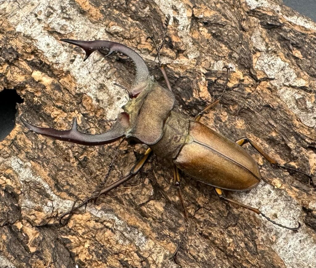 フォルモサスミヤマクワガタ