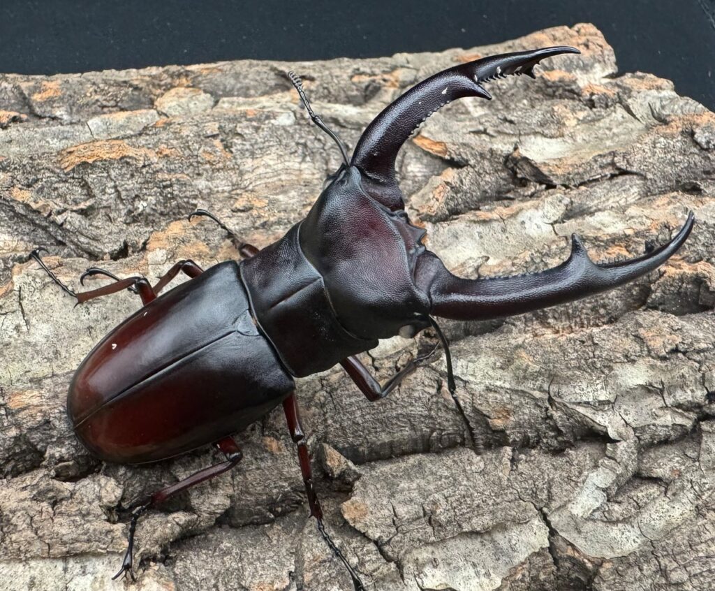 マンディブラリスフタマタクワガタ原名亜種