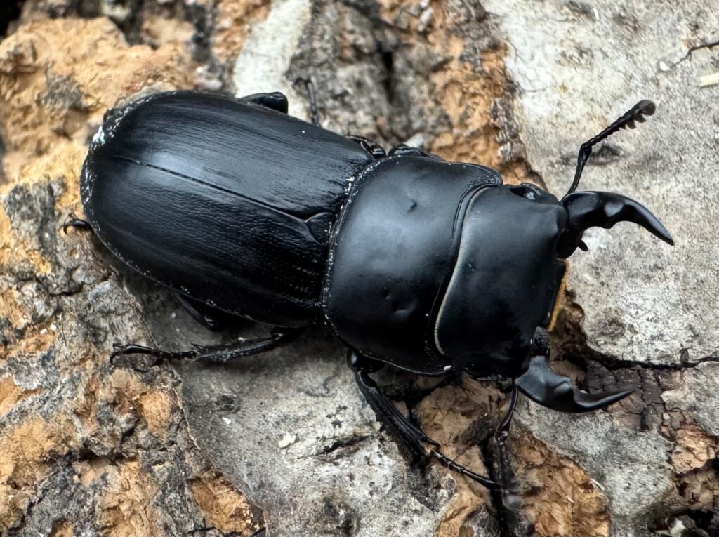 ムシモンオオクワガタ