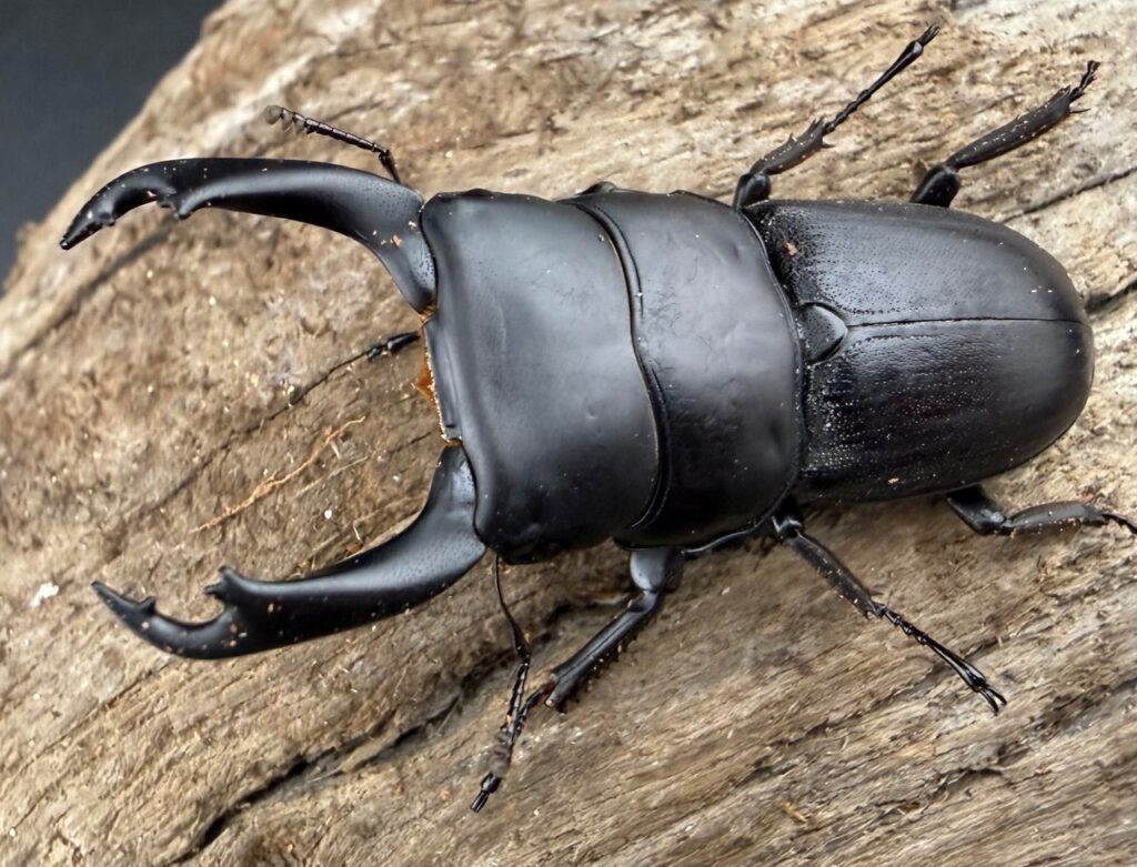 ケルブルスヒラタクワガタ