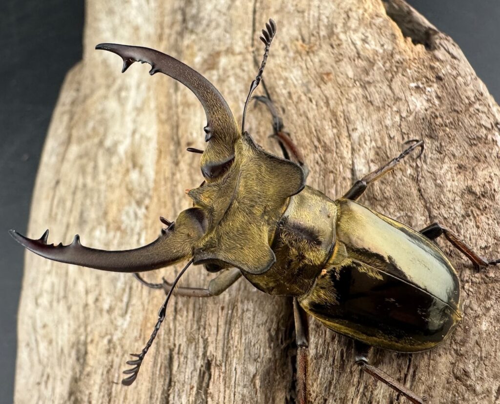 メアレーミヤマクワガタ