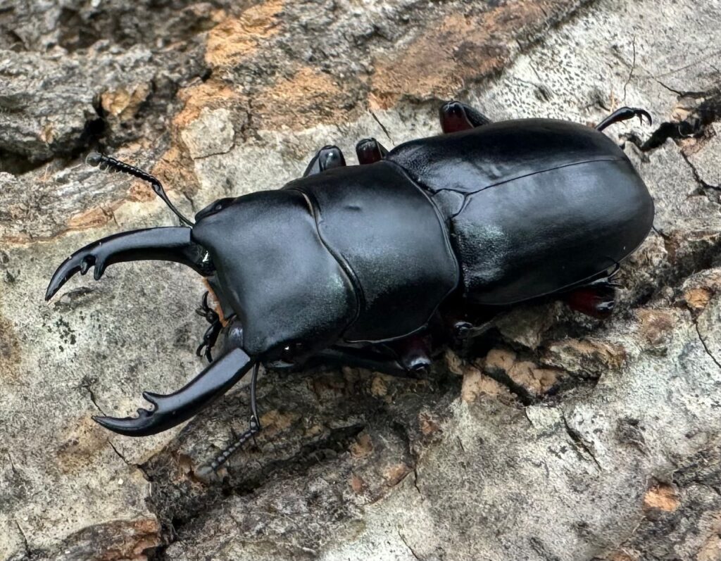 アカアシクワガタ亜種chenpengi