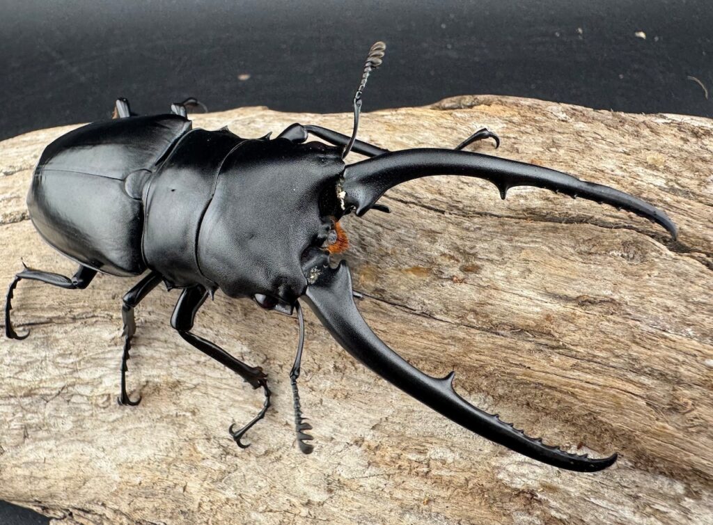 コンフキウスノコギリクワガタ