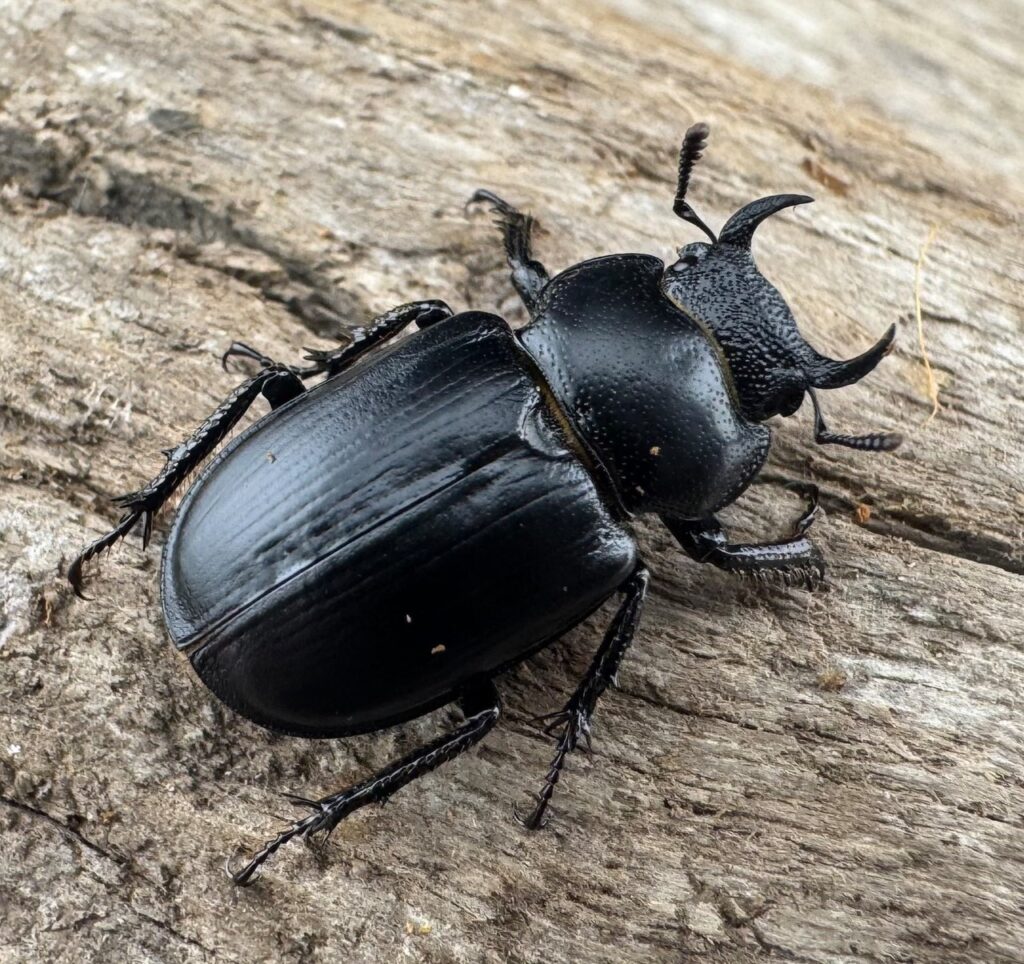 デンティクルスゲンシミヤマ