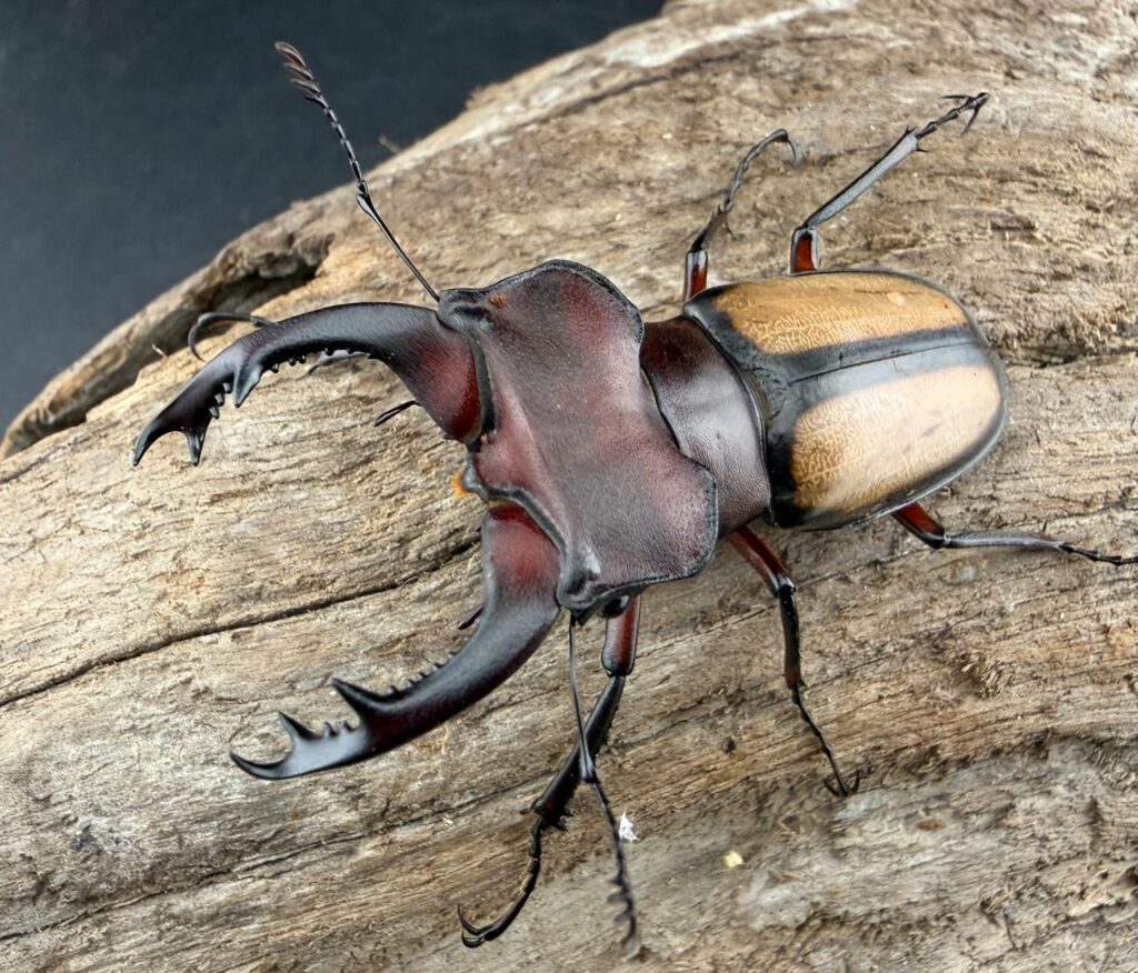 ラエトゥスミヤマクワガタ