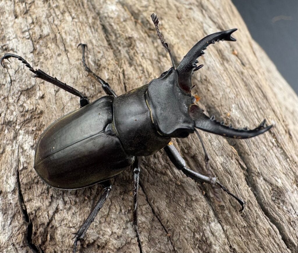 ルディビナエミヤマクワガタ