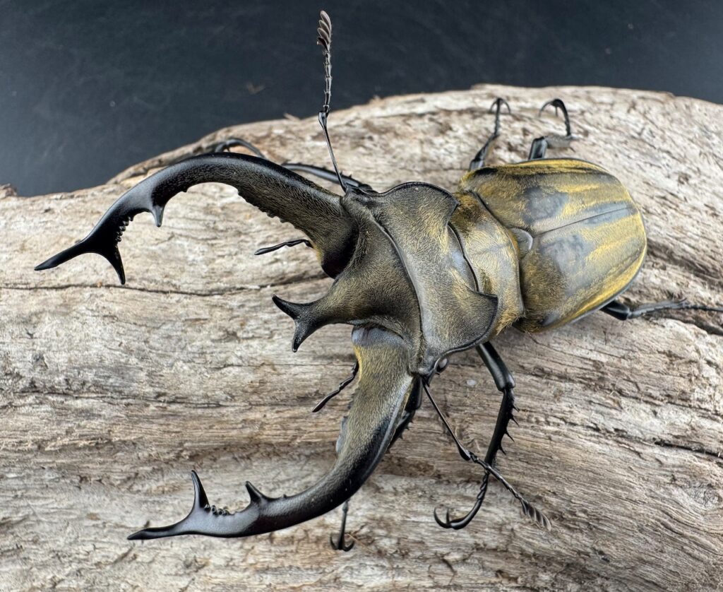 チベットミヤマクワガタ亜種フルキフェル