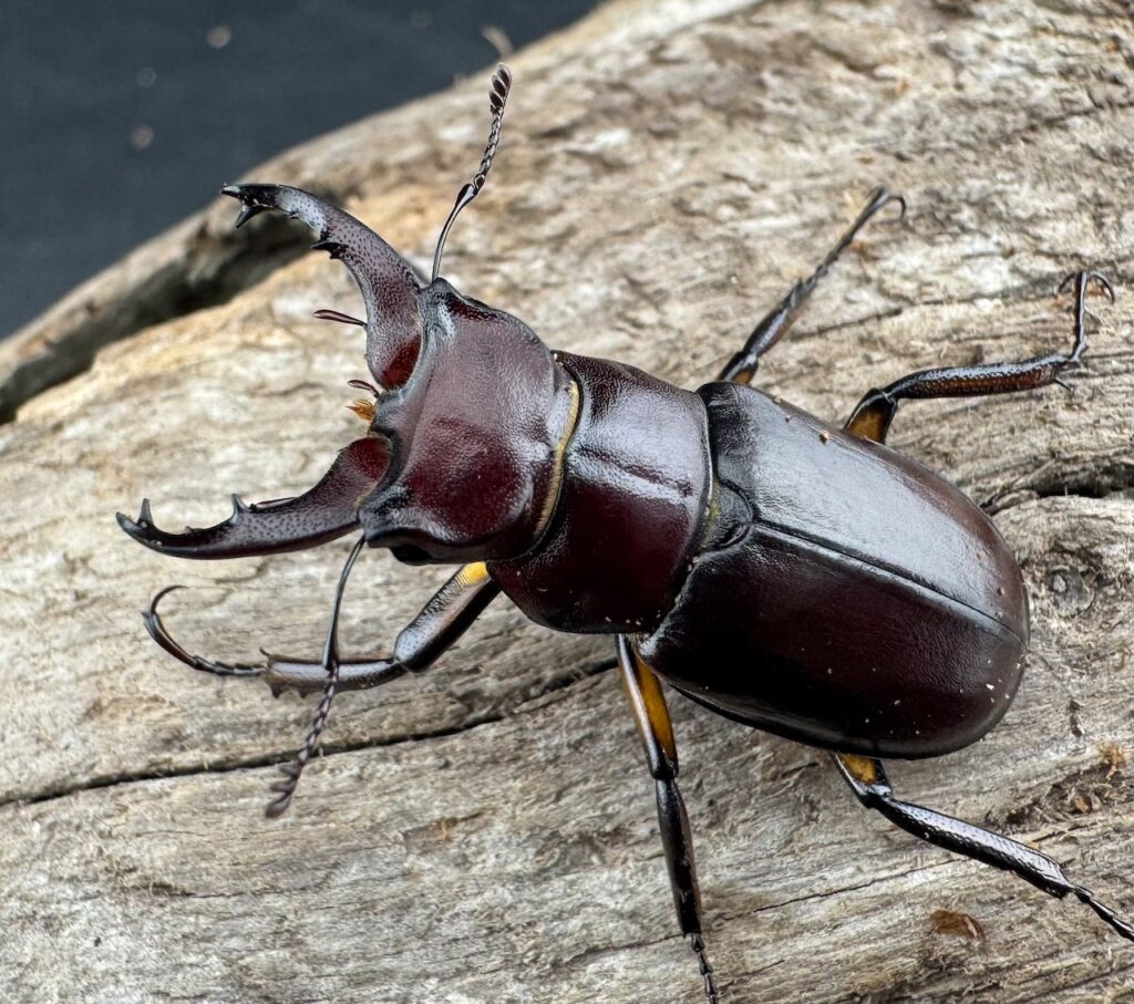 モーミヤマクワガタ