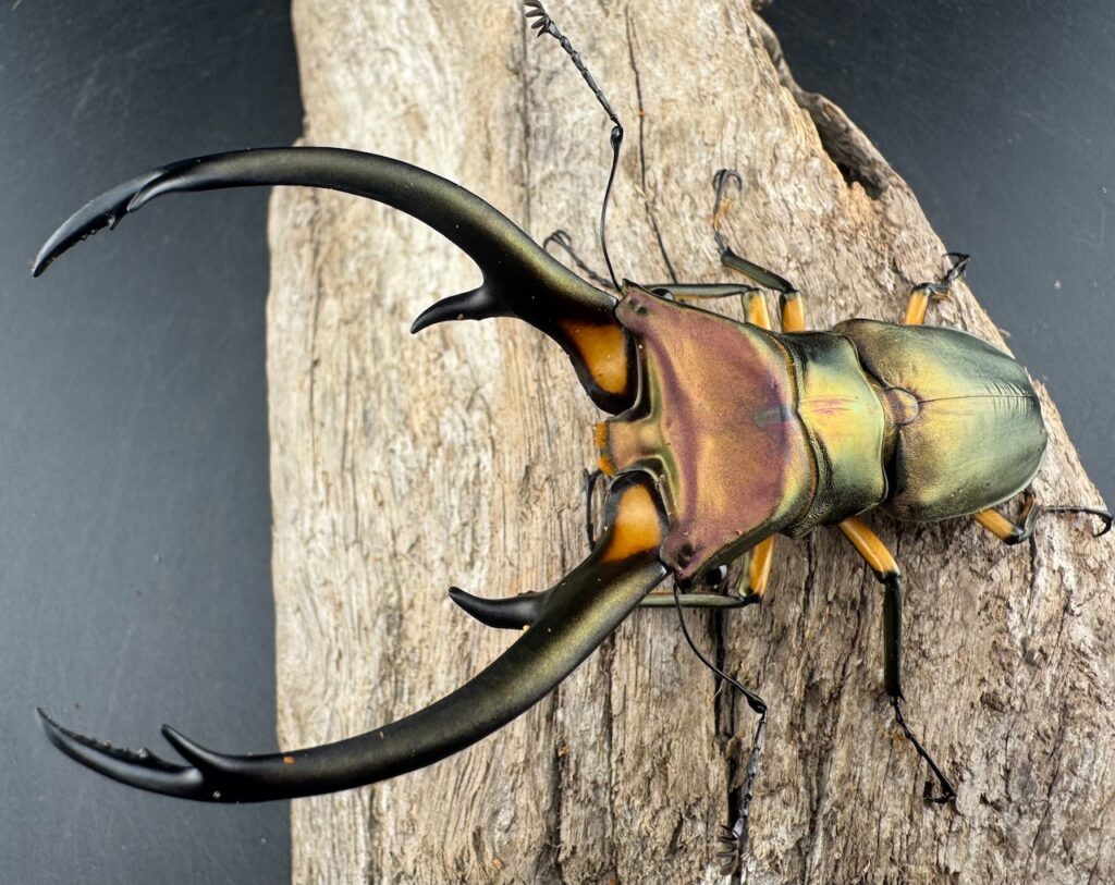 エラフスホソアカクワガタ