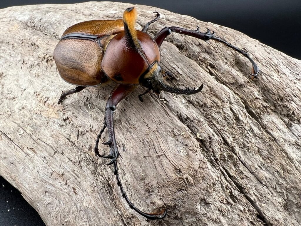 ビフィドゥスタテヅノカブト