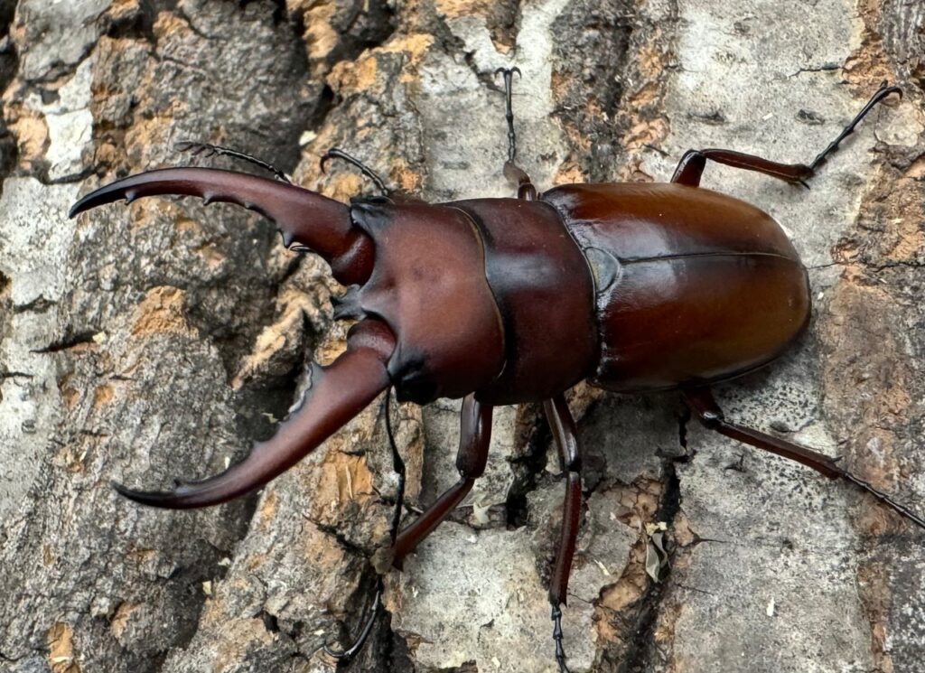 オキノエラブノコギリクワガタ