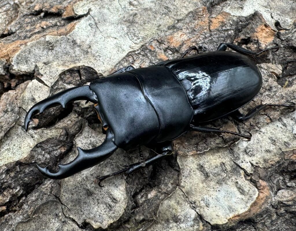 リンウェンシンスジクワガタ