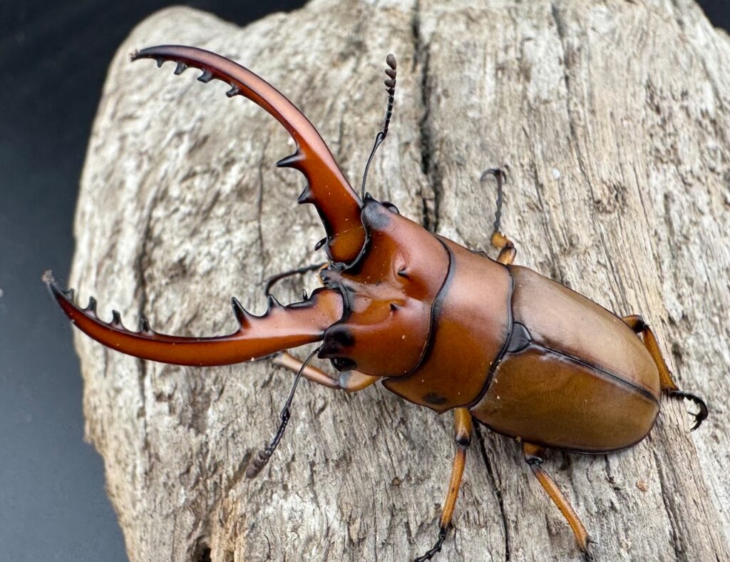 カスタネウスノコギリクワガタ ヒマラヤ東部亜種