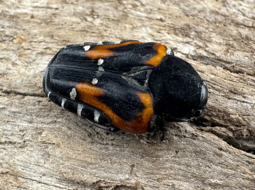 ミイロエグリハナムグリ