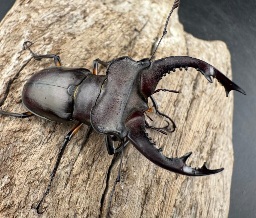 シセンミヤマクワガタ