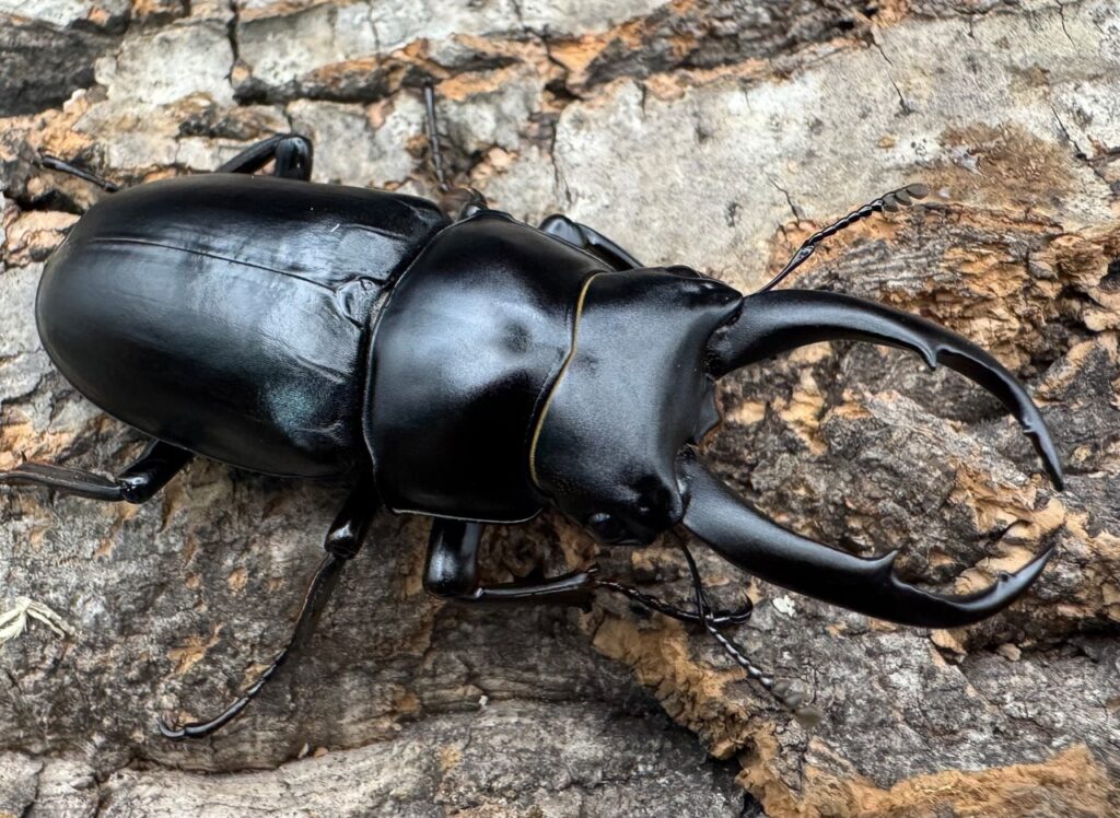 ドンキエルコクワガタ亜種ハンプイ