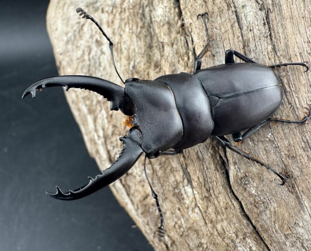 トンキンノコギリヒラタクワガタ