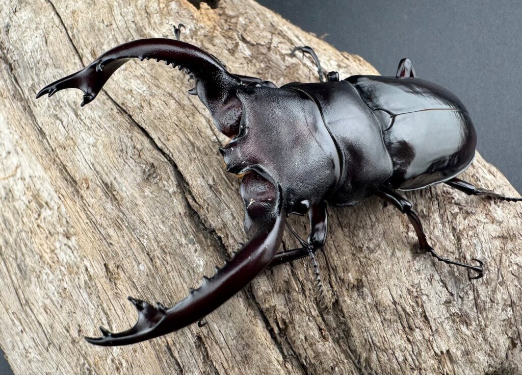 フォルスターフタマタクワガタ原名亜種