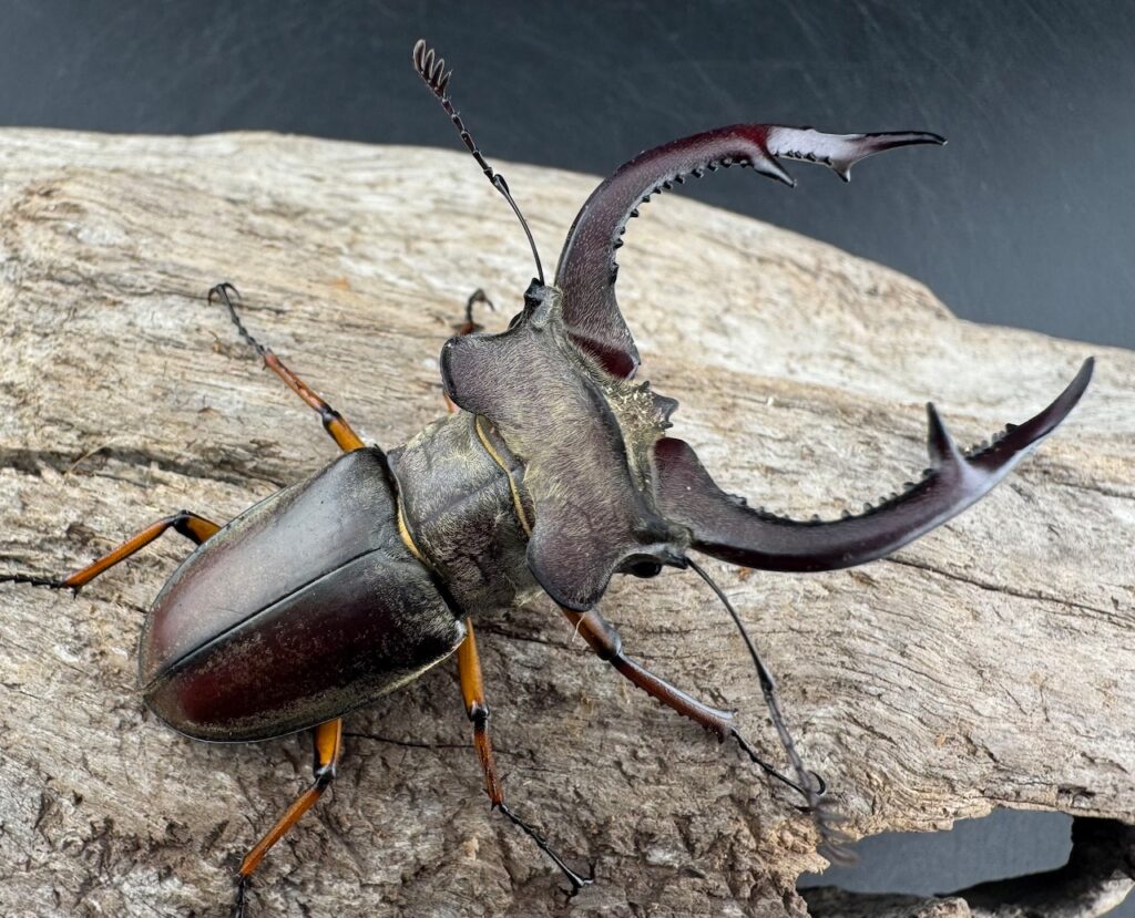 クラーツミヤマクワガタ亜種giangae