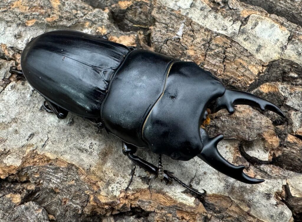 ハンスヒラタクワガタ（ハンシヒラタクワガタ）