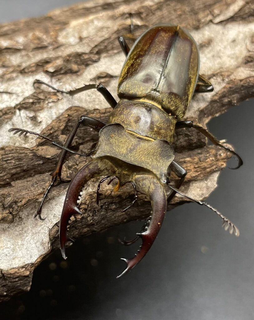 ディルクミヤマクワガタ