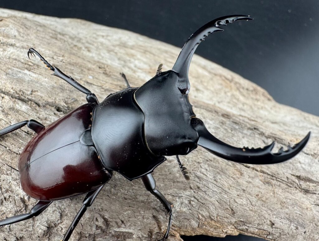 アローコクワガタ原名亜種