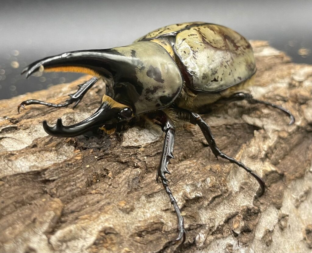 グラントシロカブト