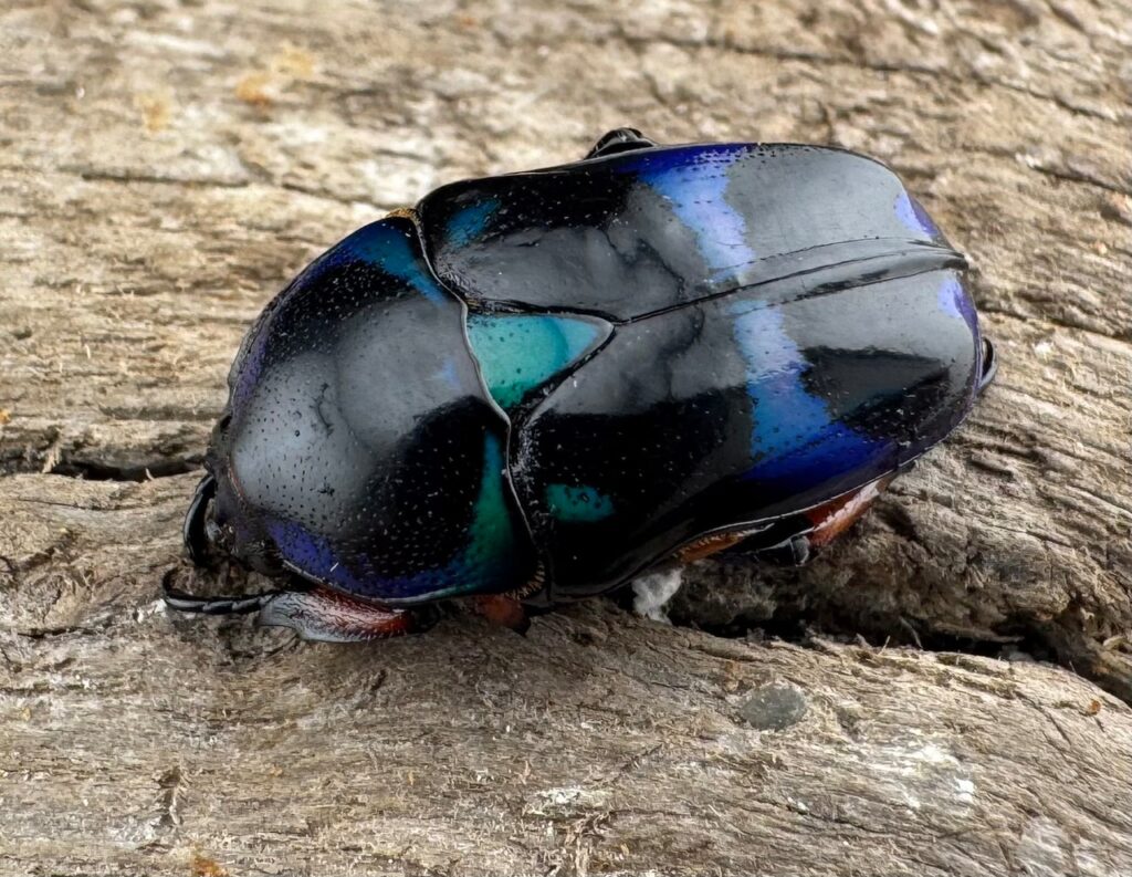 ベルシコロールツヤカナブン