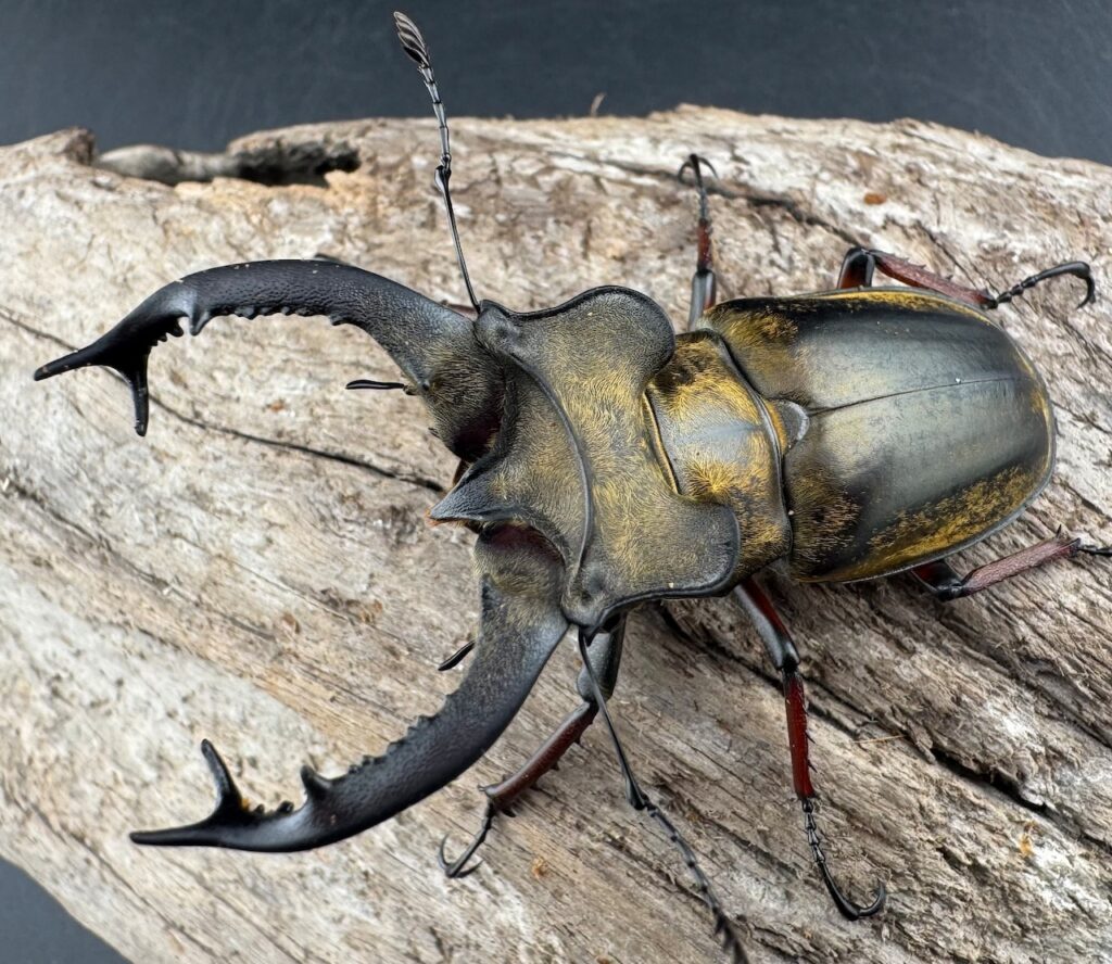 セリケウスミヤマクワガタ原名亜種