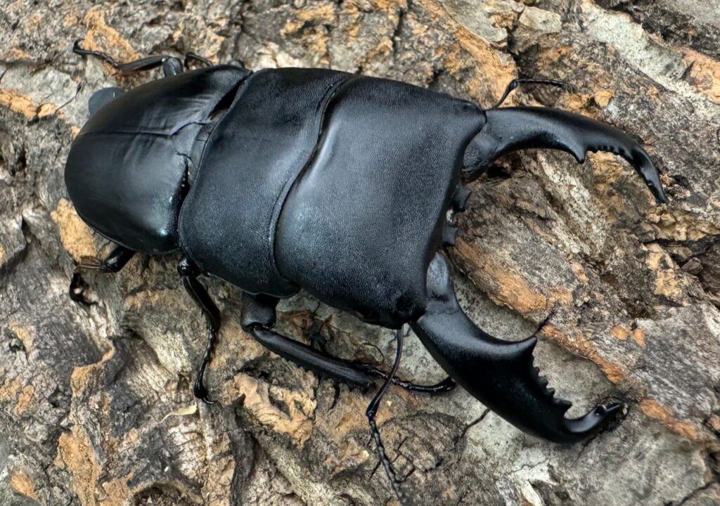 東ペレンヒラタクワガタ（ヒラタクワガタ原名亜種）