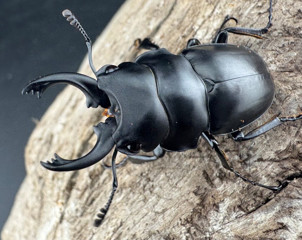 プラティノータツヤクワガタ原名亜種