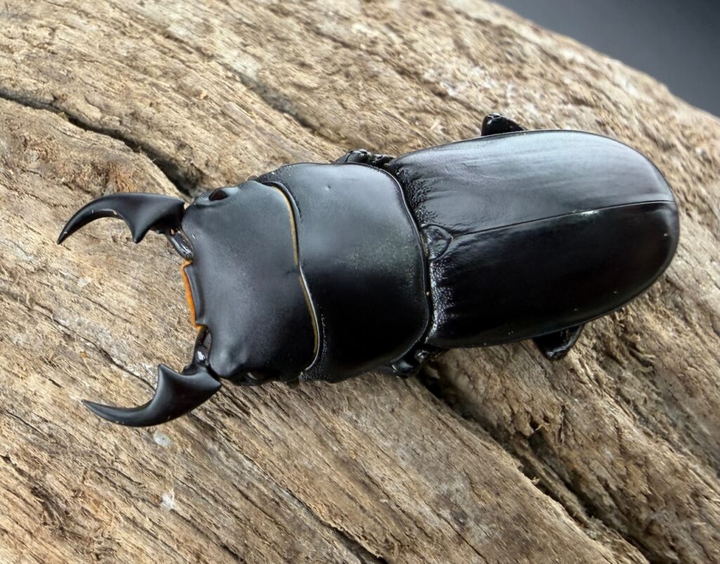 ミークヒラタクワガタ亜種delislei