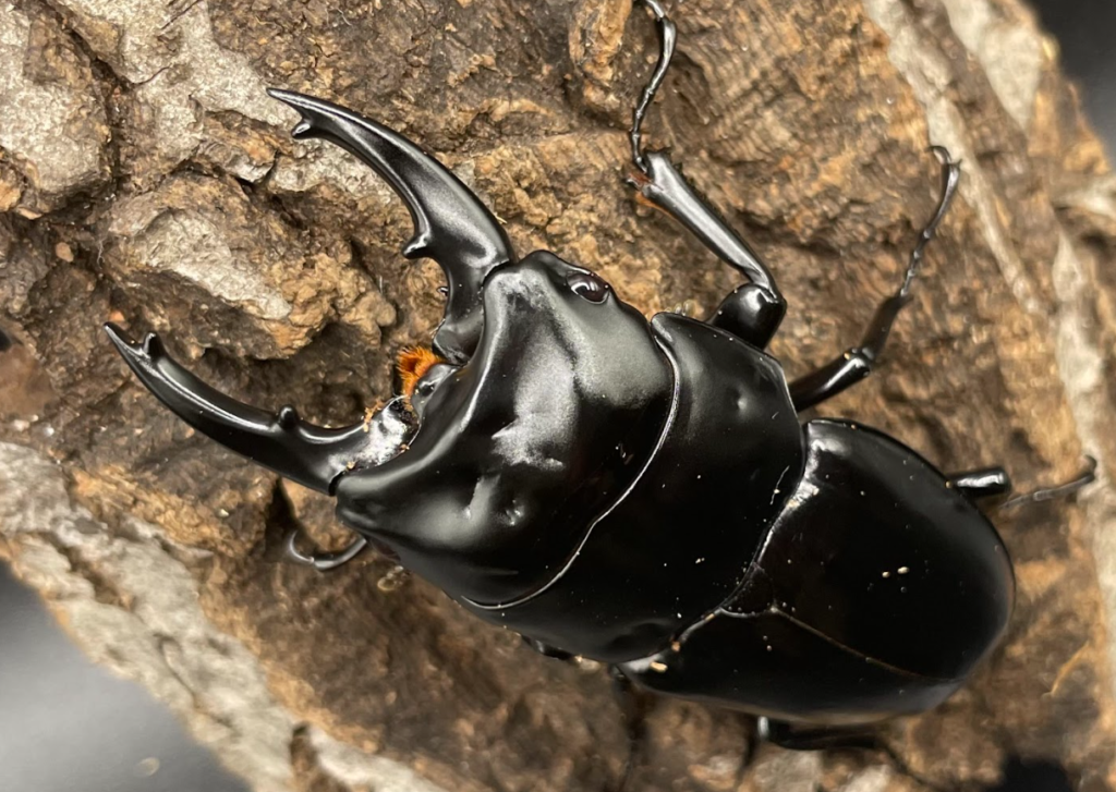 ハスタートノコギリクワガタ原名亜種（ブラックハスタートノコギリクワガタ）