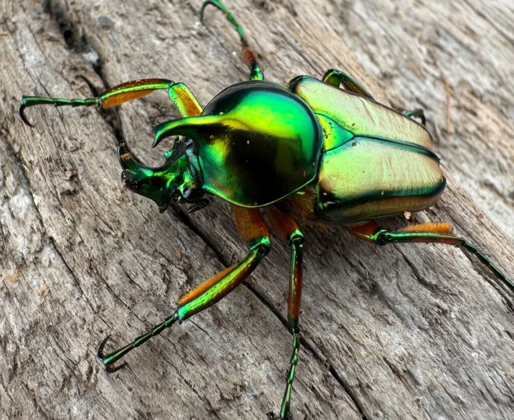 セブヒメカブトハナムグリ亜種kachikun
