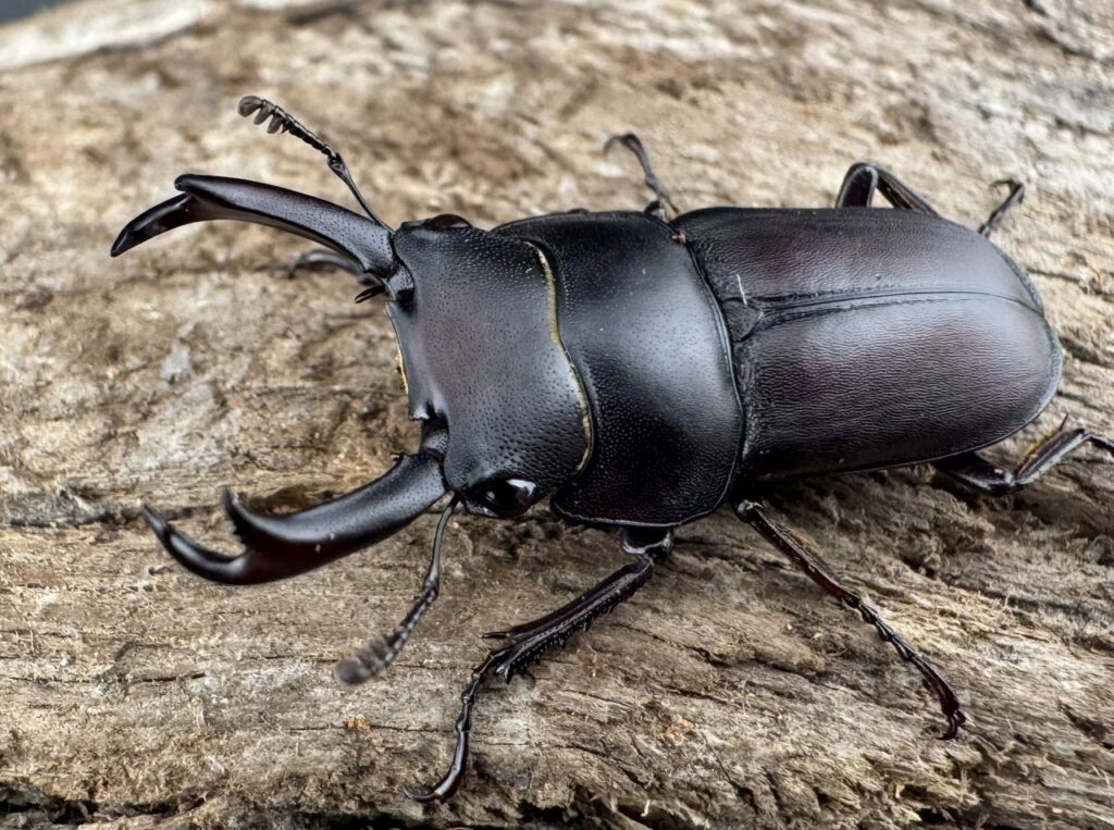 セグーコクワガタ